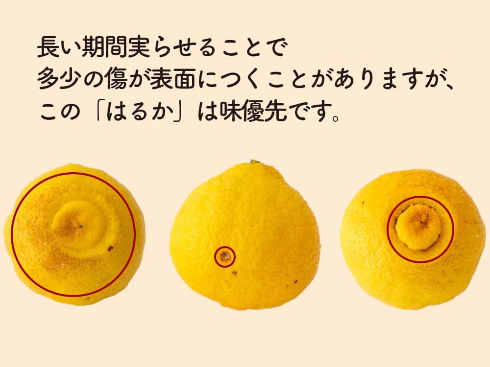 愛媛産 はるか 3Lサイズ（Ayaさん専用） g6.jpg?fitin=720:720