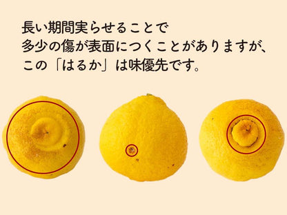 【今季終了】新感覚の甘い柑橘　なるた果樹園「はるか」 3kg【柑橘】