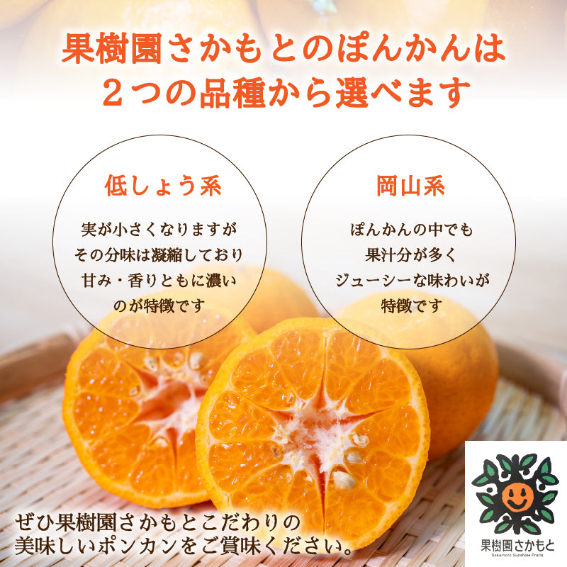 【贈答用】立目ぽんかん  5kg / 10kg【1月上旬〜中旬より出荷】【果樹園さかもと】【柑橘】
