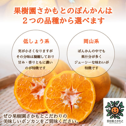 【贈答用】立目ぽんかん  5kg / 10kg【1月上旬〜中旬より出荷】【果樹園さかもと】【柑橘】