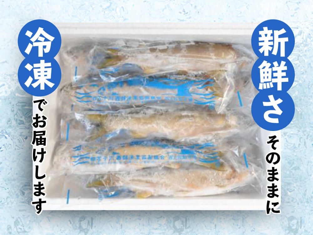 【高知自慢の逸品】最後の清流・四万十川の天然アユ 500g