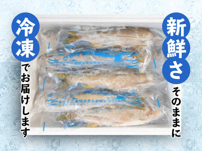 【高知自慢の逸品】最後の清流・四万十川の天然アユ 500g