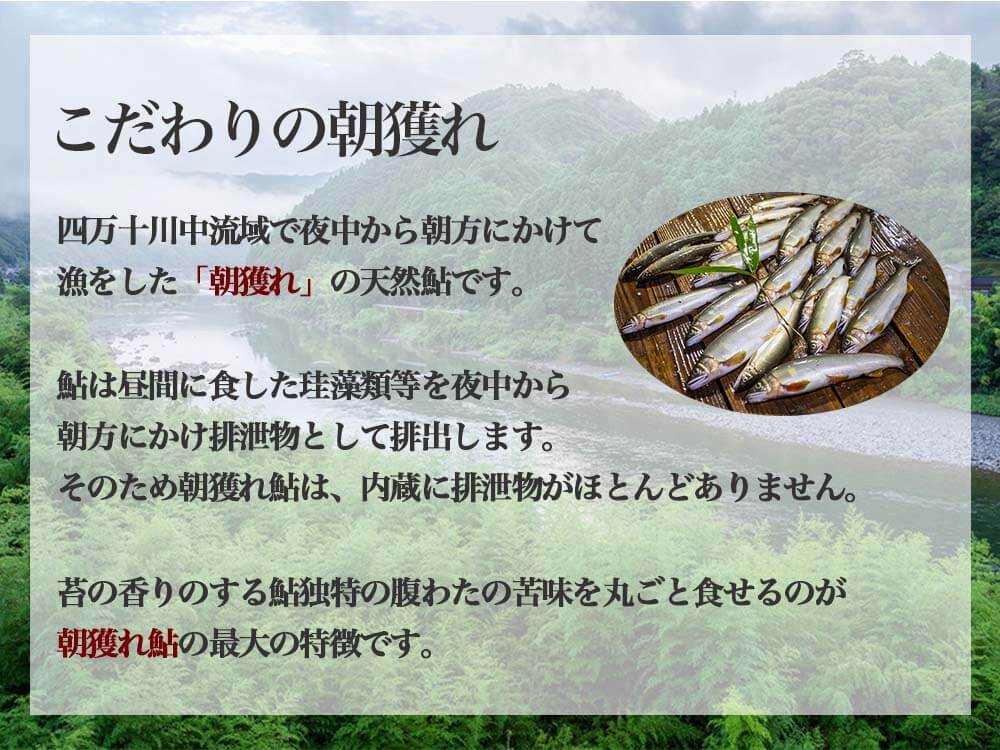 四万十川 朝獲れ 天然火振り鮎