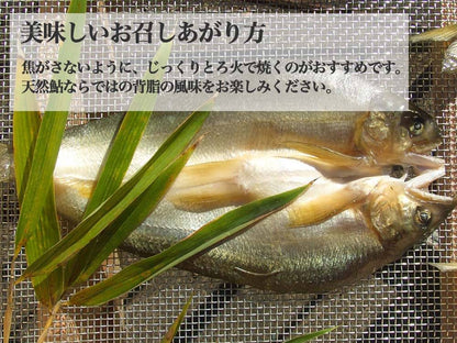 天然鮎 一夜干し
