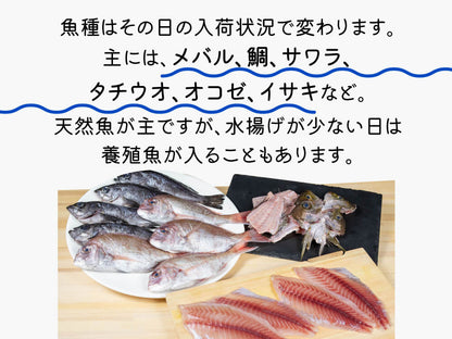 【嶋矢水産厳選】季節のお勧め鮮魚BOX（約4人前）【下処理済み】【鮮魚】