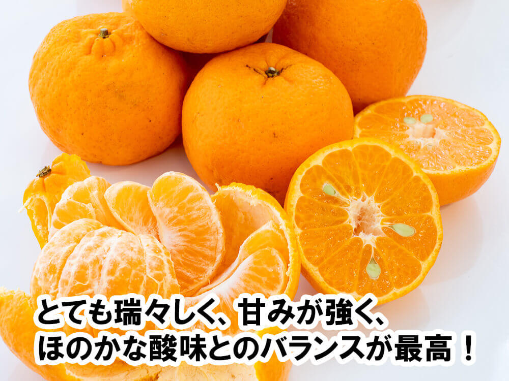 今季受付終了】サイズ混合 甘くておいしい有機ポンカン 2.5kg/5kg