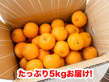 【2月初旬より順次出荷】甘くておいしい有機ポンカンＭサイズ5kg【高知県須崎市・田條園】【柑橘】