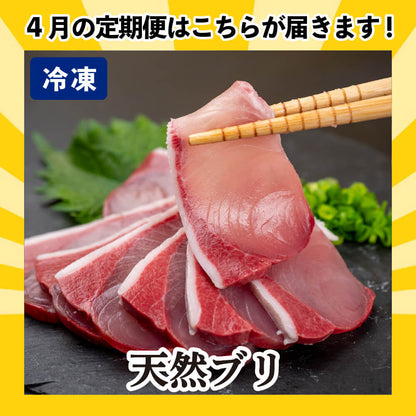 [かわうそ定期便]お試しコース[毎月届くお魚定期便][鮮魚]