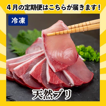 [かわうそ定期便]たっぷりコース[毎月届くお魚定期便][鮮魚]