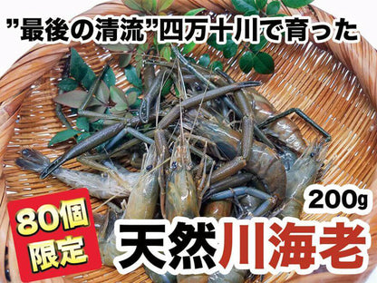 【希少】“最後の清流”四万十川で育った　天然川海老　200g