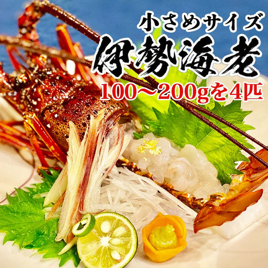 職人吉岡の冷凍伊勢海老 調理のしやすい小さめサイズ（4尾で600ｇ以上）