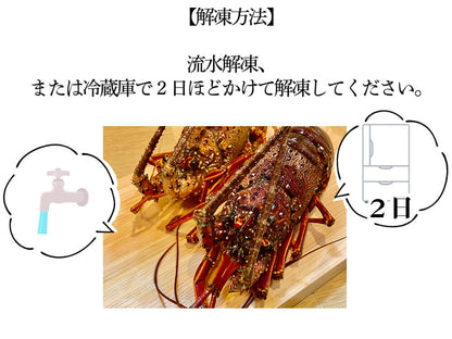 職人吉岡の冷凍伊勢海老 調理のしやすい小さめサイズ（4尾で600ｇ以上）