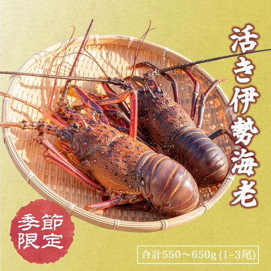 職人吉岡の活き伊勢海老　1〜3尾で合計550〜650g【お届け不可地域あり】