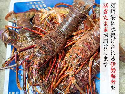 職人吉岡の活き伊勢海老　1〜3尾で合計550〜650g【お届け不可地域あり】