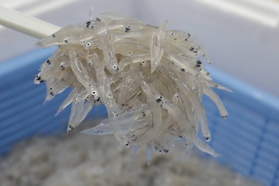 安芸釜あげちりめんセット（500g×3袋＋丼タレセット）
