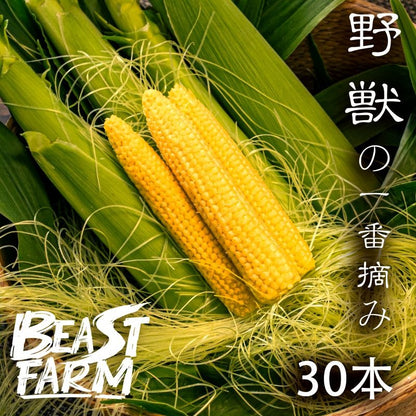 【期間限定・8/16より出荷】高知県・須崎産ヤングコーン 「野獣の一番摘み」