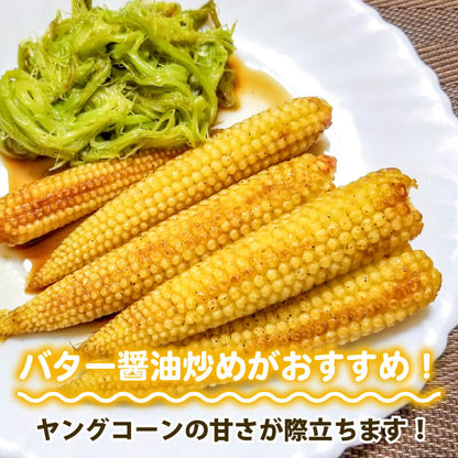 【期間限定・8/16より出荷】高知県・須崎産ヤングコーン 「野獣の一番摘み」