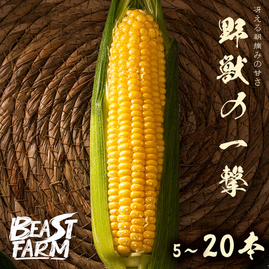 【限定 8/30より出荷】高知県・須崎産とうもろこし 「野獣の一撃」