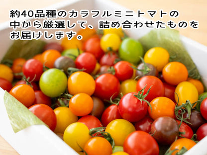 とまっくまのカラフルミニトマトの宝石箱 1kg【お届け日指定不可】