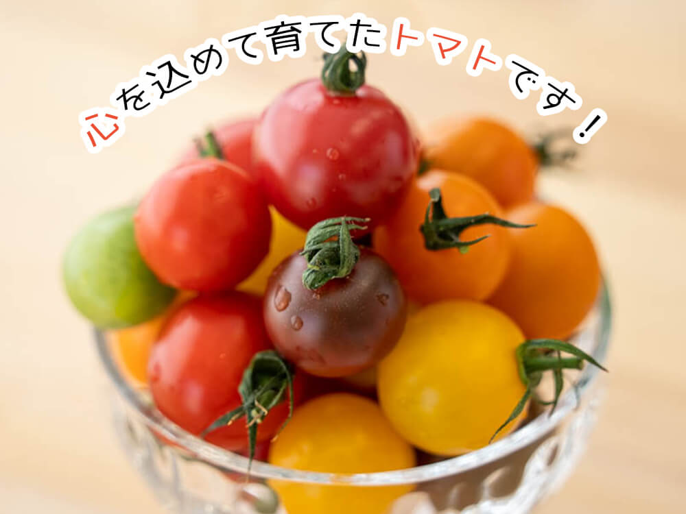 とまっくまのカラフルミニトマトの宝石箱 1kg【お届け日指定不可】