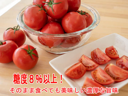 【訳あり】とまっくまのフルーツトマト 1kg【お届け日指定不可】