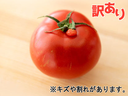 【訳あり】とまっくまのフルーツトマト 1kg【お届け日指定不可】