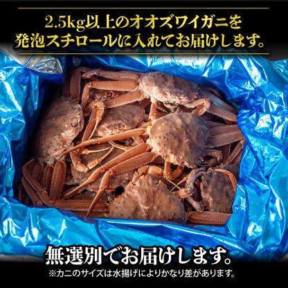 【販売再開！】オオズワイガニ 無選別品 生でお届け！ 【お届け日指定不可】