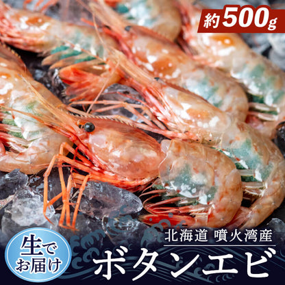 【生でお届け！】北海道・噴火湾産 ボタンエビ 500g〜3kg
