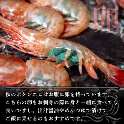 【生でお届け！】北海道・噴火湾産 ボタンエビ 500g〜3kg
