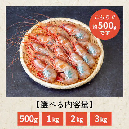 【生でお届け！】北海道・噴火湾産 ボタンエビ 500g〜3kg