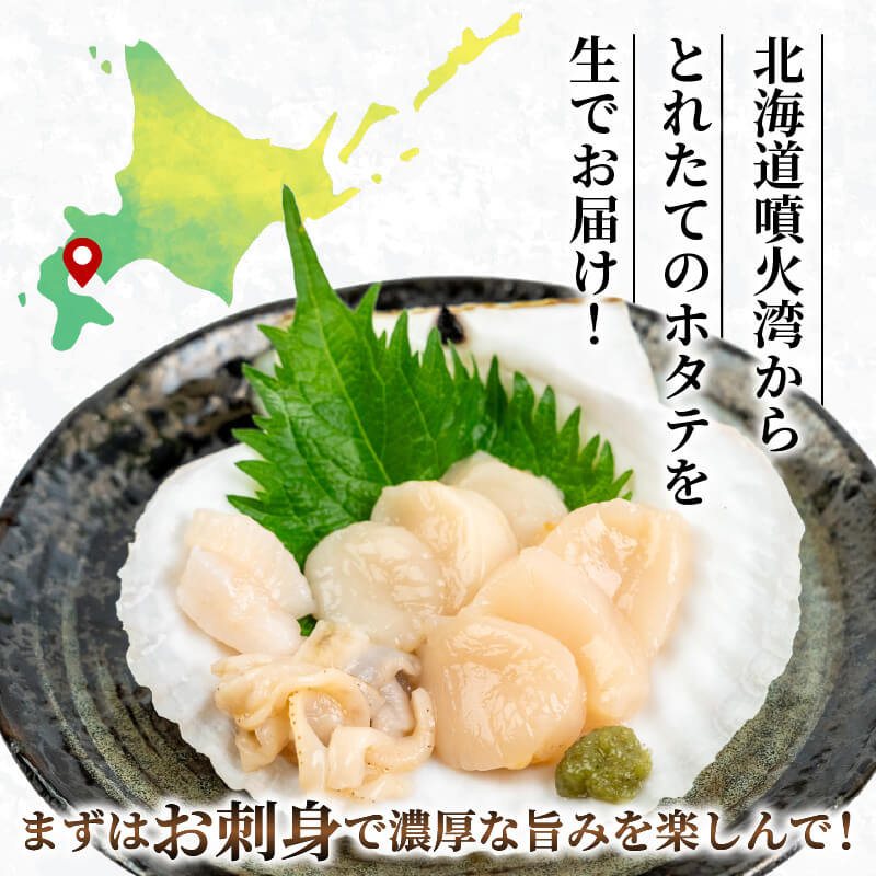 【生でお届け！】 北海道・噴火湾産 ホタテ貝 ２年貝 殻付き 2kg〜8kg【貝むきヘラ付き】