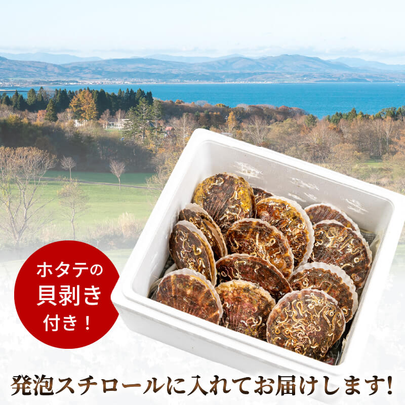 【生でお届け！】 北海道・噴火湾産 ホタテ貝 ２年貝 殻付き 2kg〜8kg【貝むきヘラ付き】