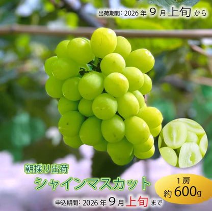 【9月1日以降順次出荷】香川県さぬき市産 シャインマスカット 1房あたり 約600g【GR農園】