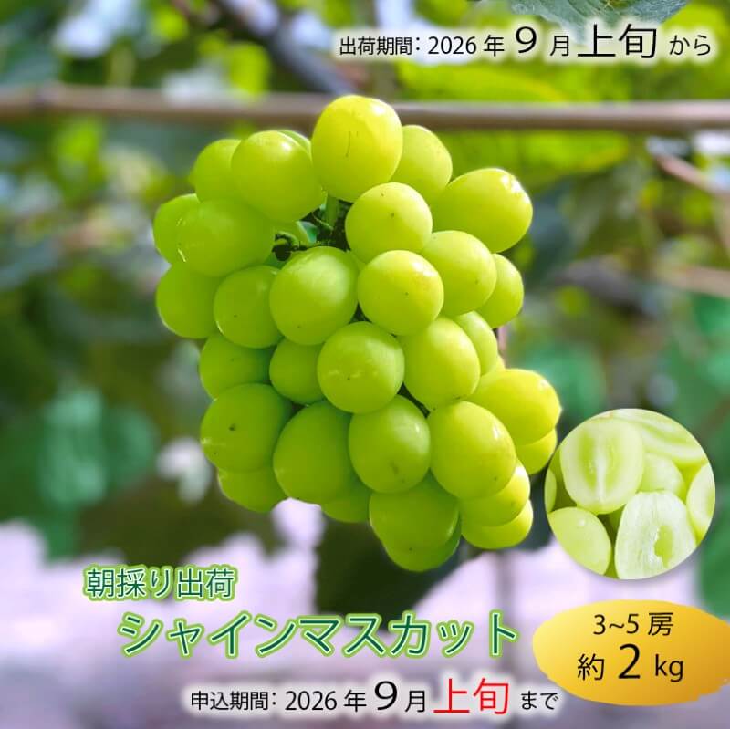 【9月1日以降順次出荷】香川県さぬき市産 シャインマスカット 1房あたり 約600g【GR農園】