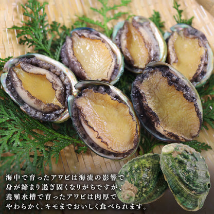 訳あり 三陸翡翠あわび 蒸しあわび 小さめサイズ10個入り