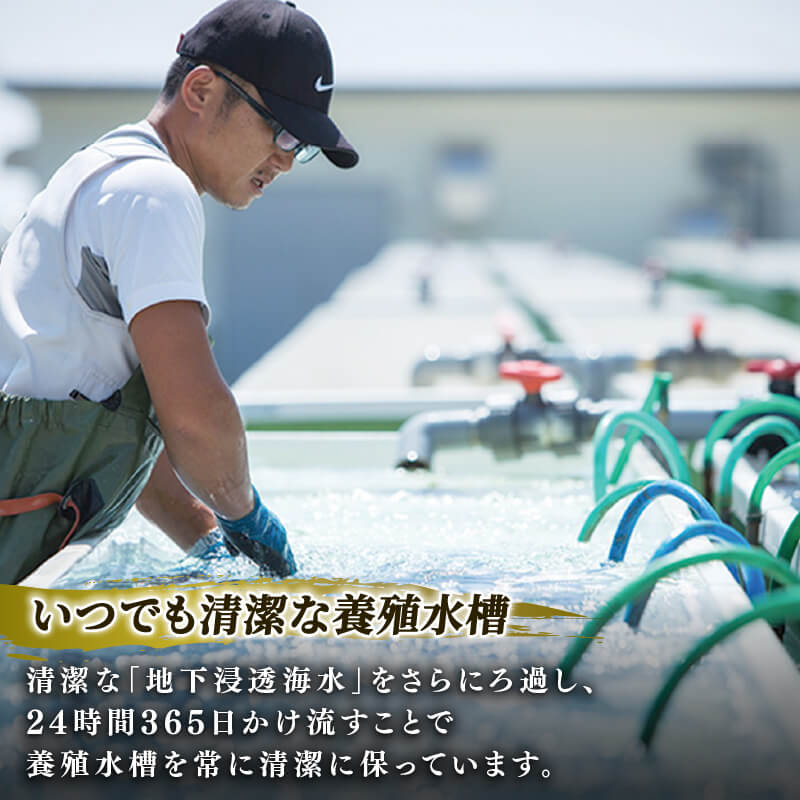 訳あり 三陸翡翠あわび 蒸しあわび 小さめサイズ10個入り