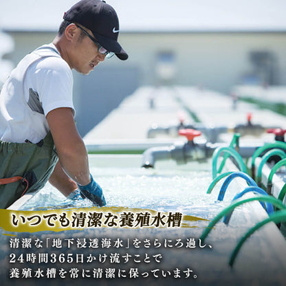 訳あり 三陸翡翠あわび 蒸しあわび 小さめサイズ10個入り