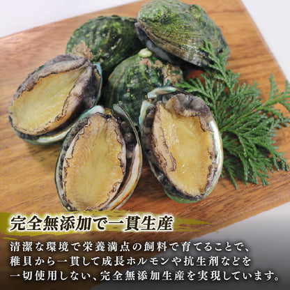 訳あり 三陸翡翠あわび 蒸しあわび 小さめサイズ10個入り