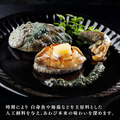 訳あり 三陸翡翠あわび 蒸しあわび 小さめサイズ10個入り