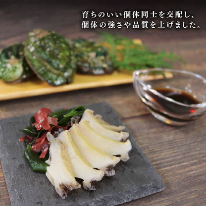 訳あり 三陸翡翠あわび 蒸しあわび 小さめサイズ10個入り