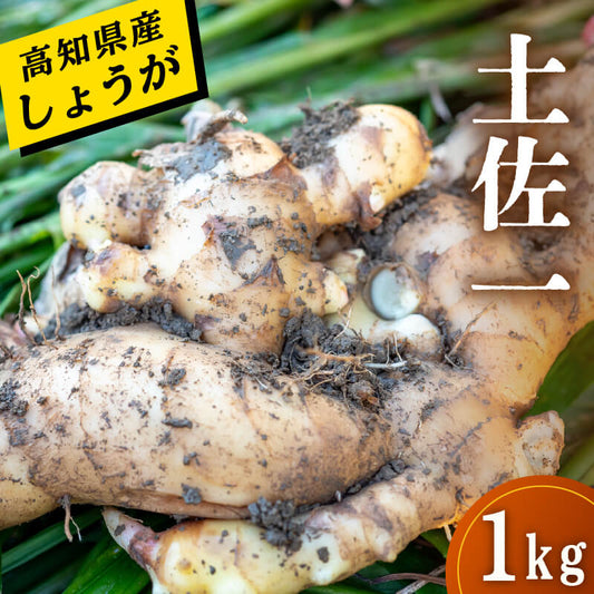 高知県産しょうが 「土佐一（とさいち）」 1kg