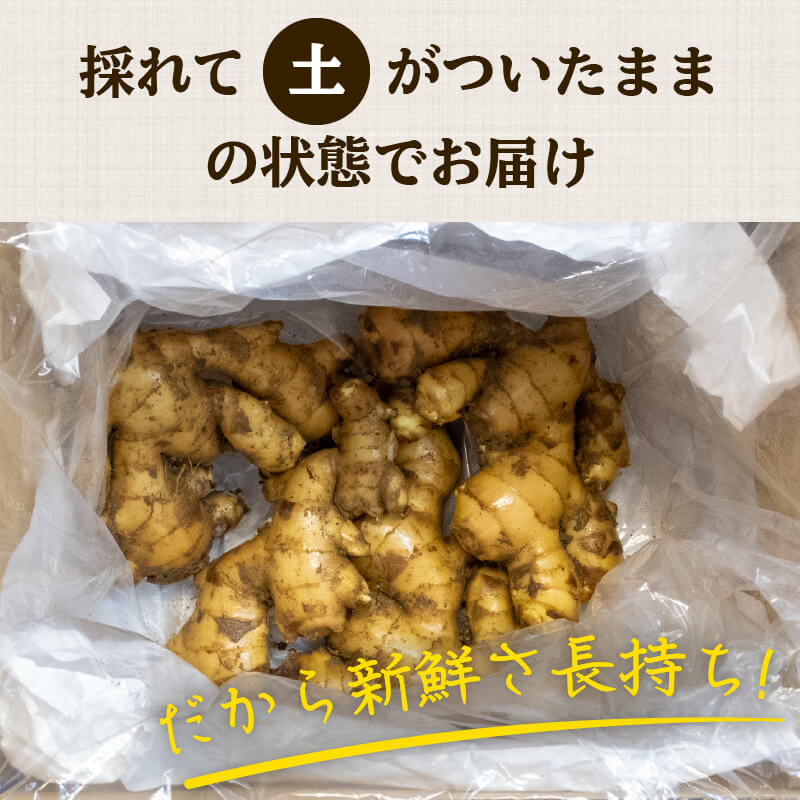 高知県産しょうが 「土佐一（とさいち）」 1kg – 高知かわうそ市場