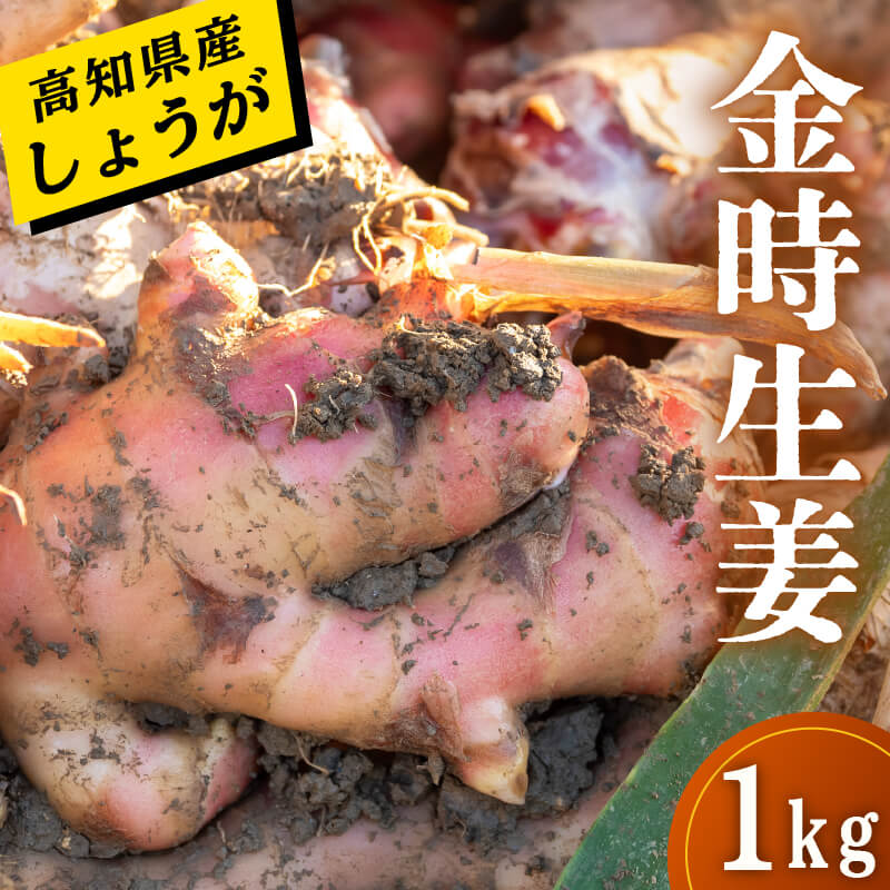 高知県産しょうが 「金時生姜」 1kg