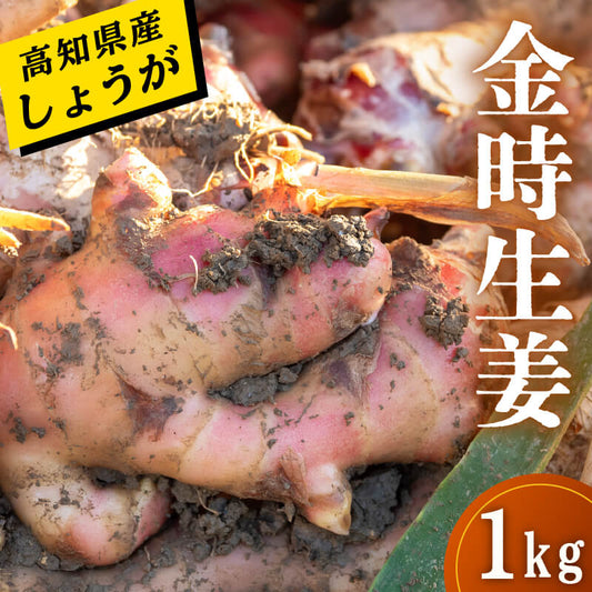 高知県産しょうが 「金時生姜」 1kg