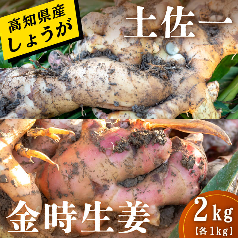 高知県産しょうが 「土佐一」と「金時生姜」セット 2kg（各1kg