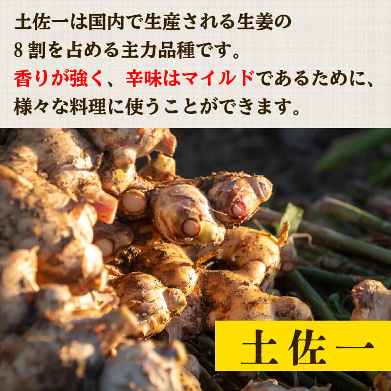 高知県産しょうが 「土佐一」と「金時生姜」セット 2kg（各1kg）