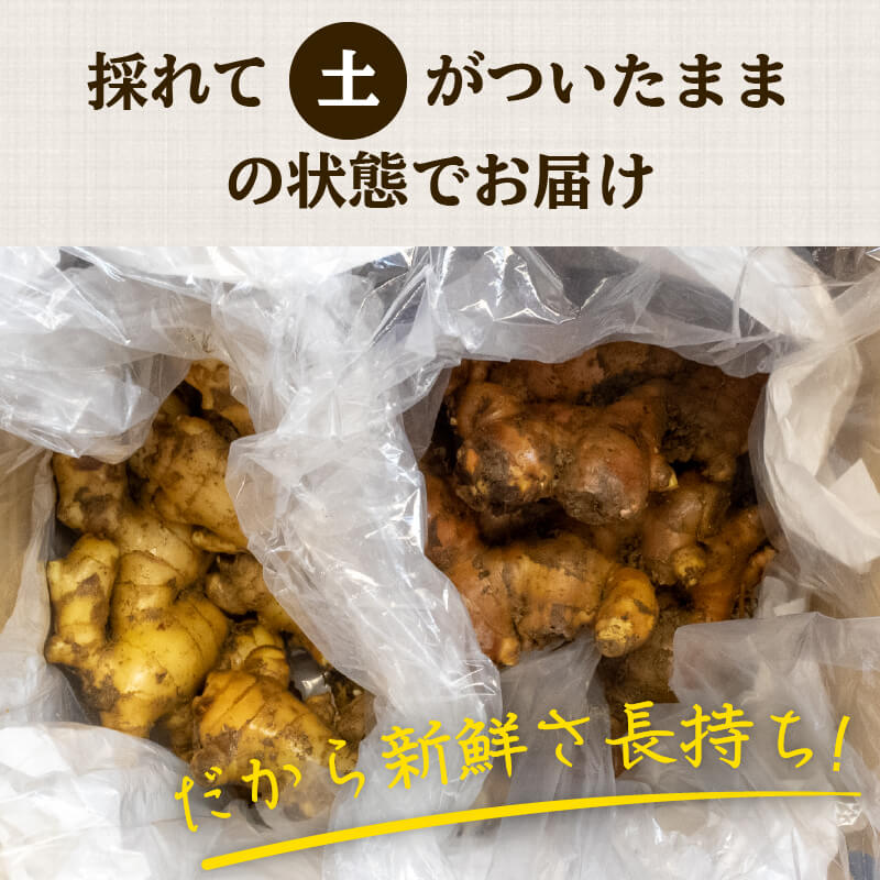 高知県産しょうが 「土佐一」と「金時生姜」セット 2kg（各1kg）