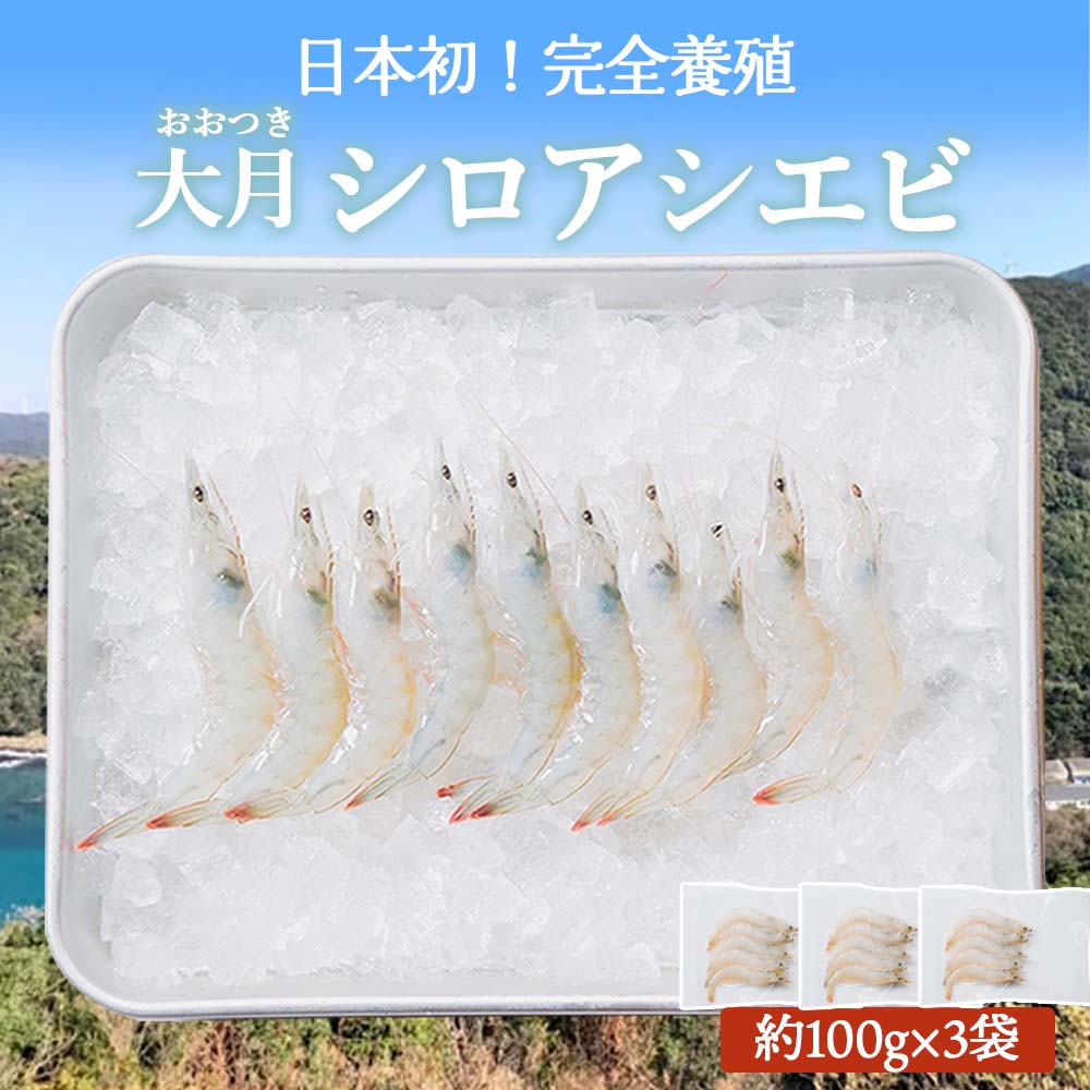 【日本初！完全養殖】大月シロアシエビ　３袋入り