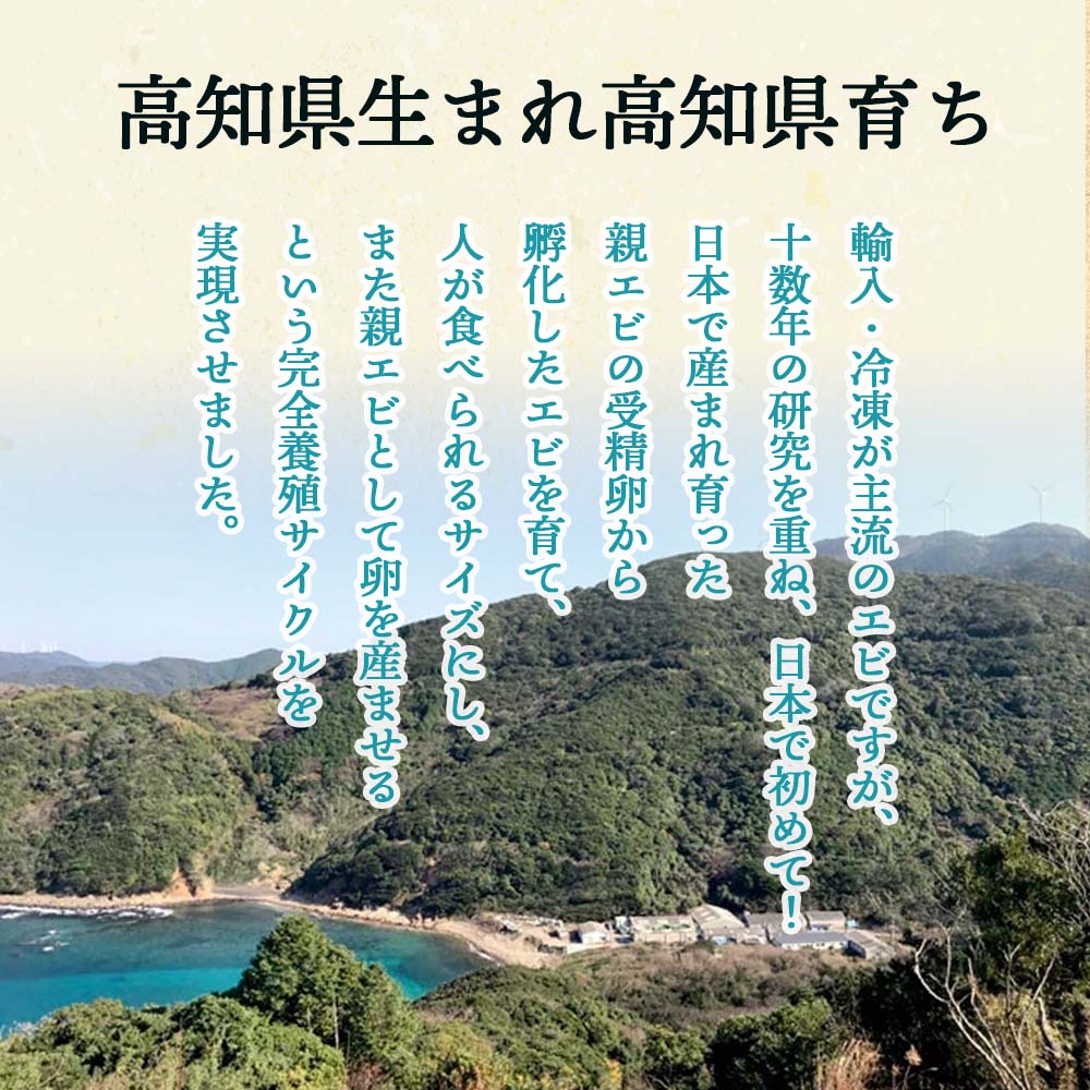 【日本初！完全養殖】大月シロアシエビ　３袋入り