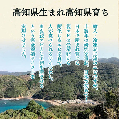 【日本初！完全養殖】大月シロアシエビ　３袋入り